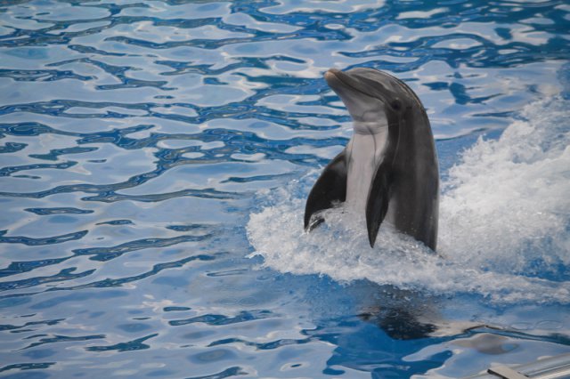 Seaworld Delphin
