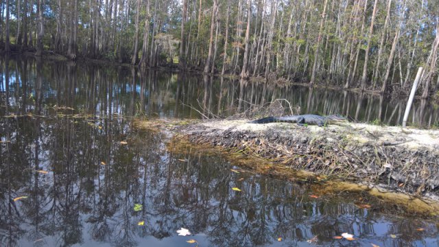Shingle Creek Alligator