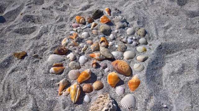 Muscheln am Strand von Sand Key