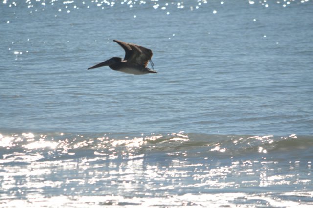 Pelikan am Strand von Indian Shores
