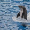 Seaworld Delphin