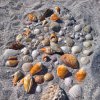 Muscheln am Strand von Sand Key