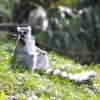 Lemur im Zoo von Naples