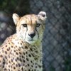 Leopard im Zoo von Naples