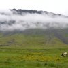 Isafjördur Islandpferd