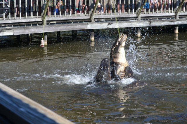 Fütterung der Alligatoren in Gatorland