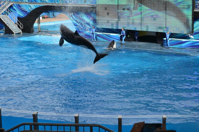 Seaworld Orcas