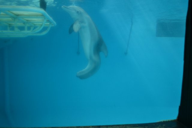 Winter der Delfin