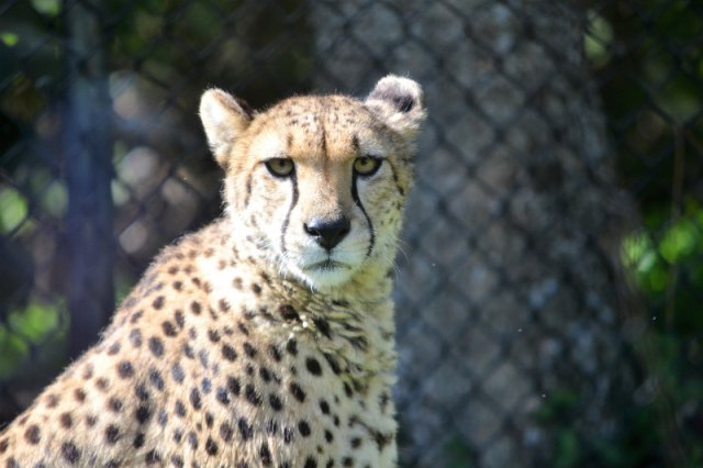 Leopard im Zoo von Naples