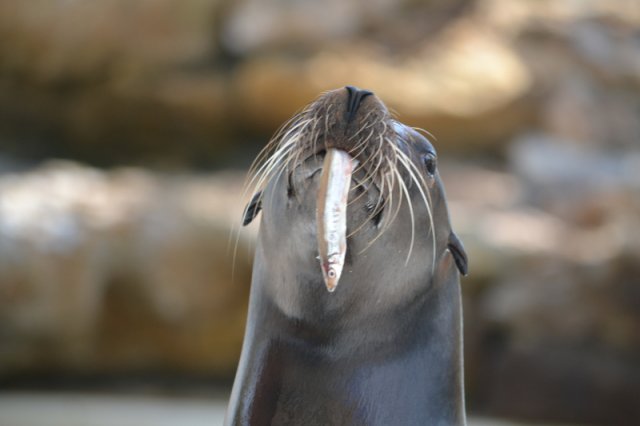 Seelöwe im Theater of the Sea