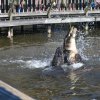 Fütterung der Alligatoren in Gatorland