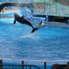 Seaworld Orcas
