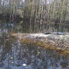 Shingle Creek Alligator