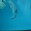 Winter der Delfin