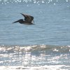 Pelikan am Strand von Indian Shores