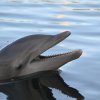Delfin im Theater of the Sea
