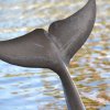 Flosse eines Delfins 