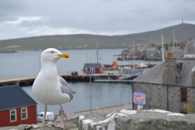 Lerwick Möwe