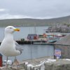 Lerwick Möwe