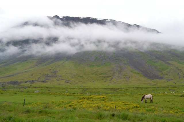 Isafjördur Islandpferd